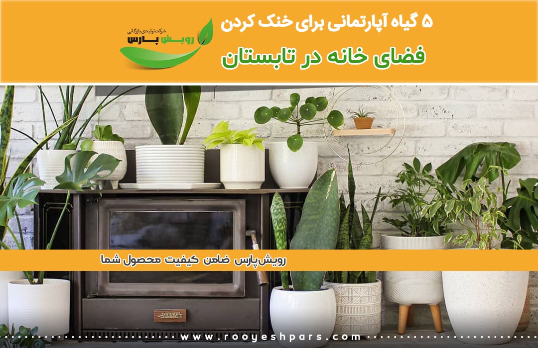 5-گیاه-آپارتمانی-برای-خنک-کردن-فضای-خانه-در-تابستان