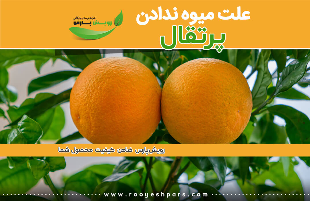 علت-میوه-ندادن-درخت-پرتقال