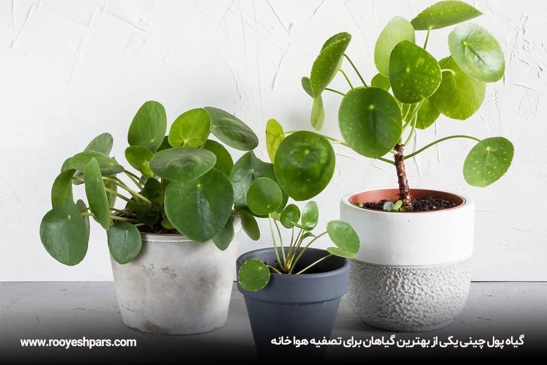 گیاه-پول-چینی-یکی-از-بهترین-گیاهان-برای-تصفیه-هوا-خانه