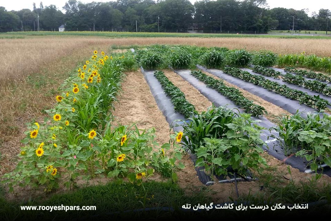 انتخاب-مکان-درست-برای-کاشت-گیاهان-تله